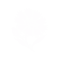 Fleurs de bleuet