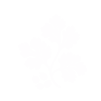 Coriandre