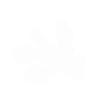 Gingembre