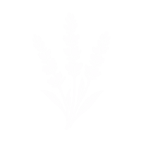 Lavande
