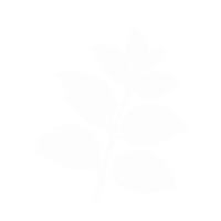 Menthe