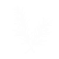 Romarin