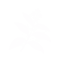 Verveine